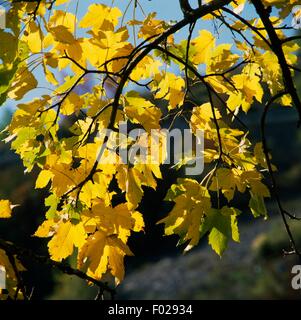 Direction générale et feuilles d'érable sycomore (Acer pseudoplatanus), Abruzzo, Lazio et Molise Parc National, Abruzzes, Italie. Banque D'Images