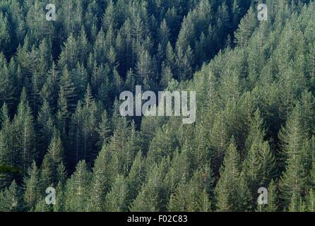 Bois de pin noir calabrais vu de dessus, le Parc National de Sila, Région Piémont, Italie. Banque D'Images