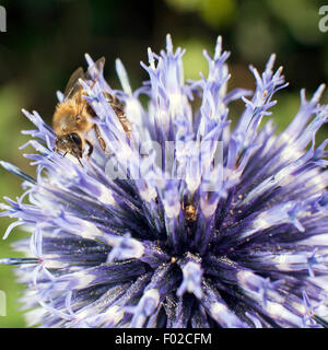 Libre d'abeille sur chardon pourpre ou Euphorbia characias Banque D'Images