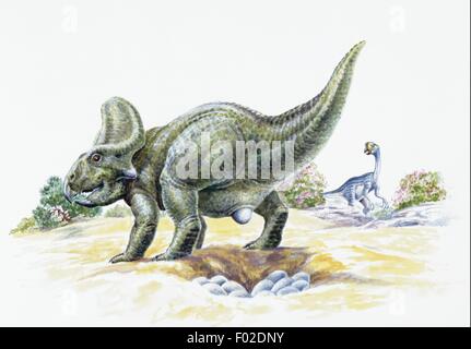 Paléozoologie - Crétacé - Dinosaures - Protoceratops (en premier plan) et l'Oviraptor - Art par Robin Bouttell Banque D'Images