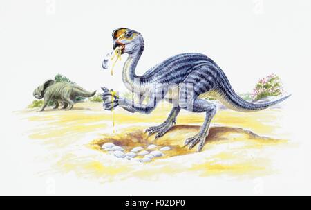 Paléozoologie - Crétacé - Dinosaures - Oviraptor (en premier plan) et Protoceratops - Art par Robin Bouttell Banque D'Images