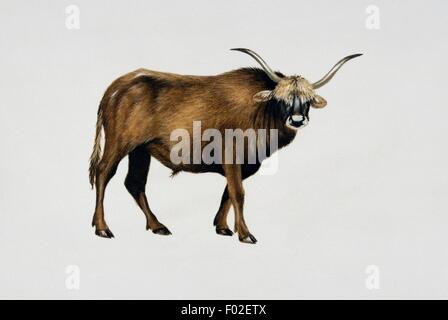 Ou l'aurochs (Bos primigenius taurus Urus), des bovidés. L'illustration. Banque D'Images