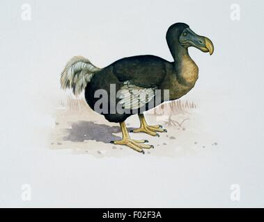 Dodo (Raphus cucullatus), Columbidae. Illustration de Kevin Lyles. Banque D'Images