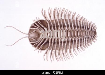 Paléozoologie - période Paléozoïque - fossiles de trilobites - disparu (arthropodes marins) - côté inférieur - Art par Terry Pastor Banque D'Images