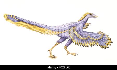 Paléozoologie - période Éocène - oiseaux fossiles - Archaeopteryx - Art par A. Hargreaves Banque D'Images