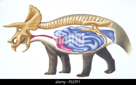 Paléozoologie - Crétacé - Dinosaures - Triceratops - squelette et organes internes - dessin technique par Alan Vincent Banque D'Images