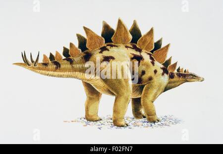 Le Stegosaurus sp, Stegosauridae, fin jurassique. Illustration de Nick Le brochet. Banque D'Images