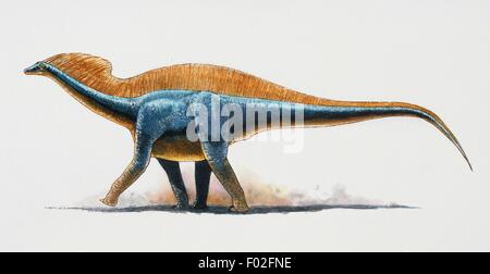 Amargasaurus cazaui, Dicraeosauridae, début du Crétacé. Illustration de James Robins. Banque D'Images