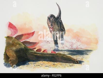 L'Allosaurus fragilis, Allosauridae, tombe sur le corps d'un grand Stegosaurus sp, Stegosauridae, dans une lagune asséchés, fin jurassique. Illustration de James Robins. Banque D'Images