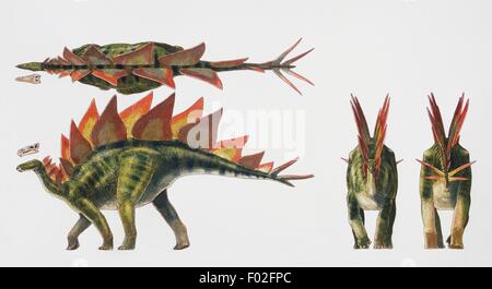Le Stegosaurus sp, Stegosauridae, fin jurassique. Illustration de James Robins. Banque D'Images