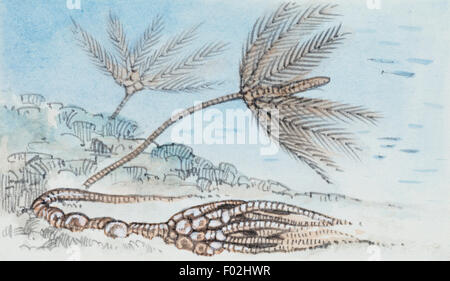 Reconstruction de crinoïde, échinodermes, dont des fossiles ont été trouvés. Dessin. Banque D'Images