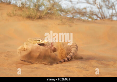 Moniteur du désert (Varanus griseus) slapping la queue contre le sable, Sharjah, Émirats arabes unis Banque D'Images