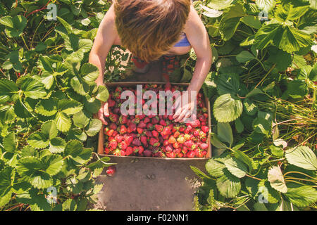 Vue de dessus de la cueillette des fraises d'un garçon Banque D'Images