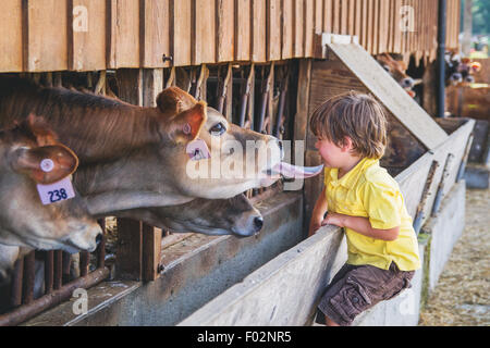 Garçon à la recherche de vaches à l'étable Banque D'Images