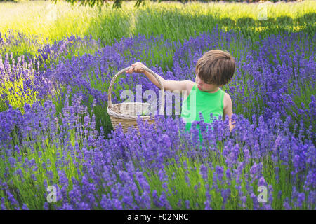 Boy holding a basket in lavender field Banque D'Images