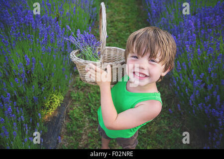 Boy picking en lavande champ de lavande Banque D'Images