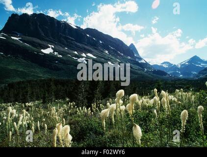 Xerophyllum tenax en fleur, appelé xérophylle, près de Williamsburg Lake, de nombreux région des glaciers, le parc national des Glaciers (Liste du patrimoine mondial de l'UNESCO, 1995), Montana, États-Unis d'Amérique. Banque D'Images