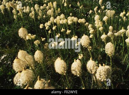 Xerophyllum tenax en fleur, appelé xérophylle, près de Williamsburg Lake, de nombreux région des glaciers, le parc national des Glaciers (Liste du patrimoine mondial de l'UNESCO, 1995), Montana, États-Unis d'Amérique. Banque D'Images