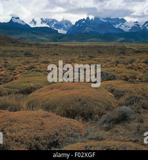 La steppe semi-désertique avec des plantes de neneo (Mulinum spinosum), avec le Mont Fitz Roy en arrière-plan, Patagonie, Argentine. Banque D'Images