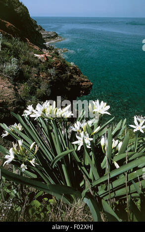 La mer de floraison (Pancratium maritimum) jonquille le long de la côte, l'île de Capraia, Parc National de l'Archipel Toscan, Toscane, Italie. Banque D'Images