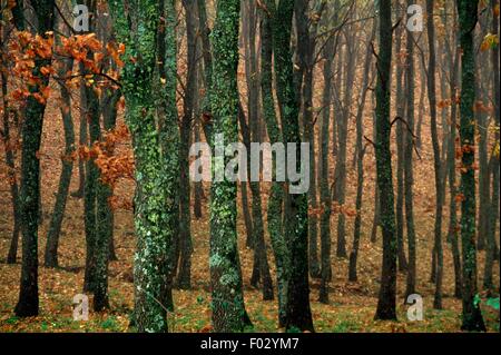 Bois de chêne, Sila Greca plateau, le Parc National de Sila, Région Piémont, Italie. Banque D'Images