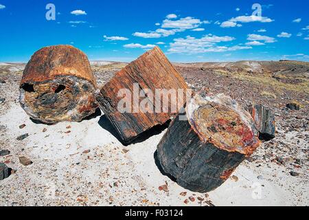 Les troncs pétrifiés, Blue Mesa, Parc National de la Forêt Pétrifiée, Arizona, États-Unis d'Amérique. Banque D'Images