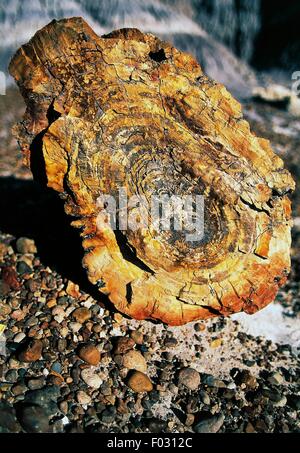 Les troncs pétrifiés, Blue Mesa, Parc National de la Forêt Pétrifiée, Arizona, États-Unis d'Amérique. Banque D'Images