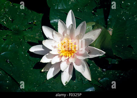Nénuphar (Nymphaea sp), Punte Alberete Oasis, Parc du Delta du Po (Liste du patrimoine mondial de l'UNESCO, 1995), Emilie-Romagne, Italie. Banque D'Images
