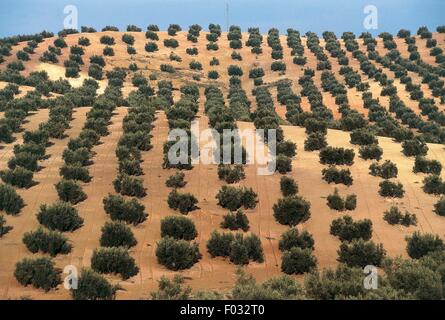 Les oliveraies de la région de Jaén, Andalousie, espagne. Banque D'Images