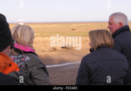 Les visiteurs de Donna Nook Réserve Naturelle dans le Lincolnshire témoin-phoques gris et de leurs mères à partir de la zone d'affichage public, UK Banque D'Images