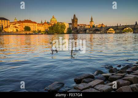 Un groupe de cygnes sur la Vltava, le Pont Charles est à l'arrière-plan, Prague, République Tchèque, Europe Banque D'Images