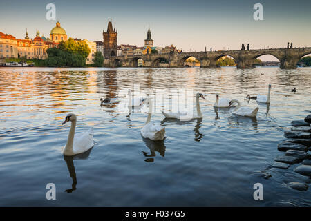 Un groupe de cygnes sur la Vltava, le Pont Charles est à l'arrière-plan, Prague, République Tchèque, Europe Banque D'Images