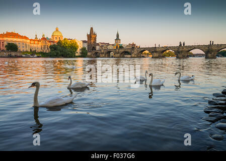 Un groupe de cygnes sur la Vltava, le Pont Charles est à l'arrière-plan, Prague, République Tchèque, Europe Banque D'Images
