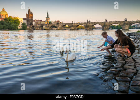 Un groupe de cygnes sur la Vltava, le Pont Charles est à l'arrière-plan, Prague, République Tchèque, Europe Banque D'Images