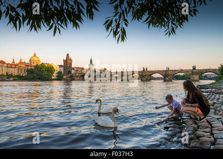 Un groupe de cygnes sur la Vltava, le Pont Charles est à l'arrière-plan, Prague, République Tchèque, Europe Banque D'Images