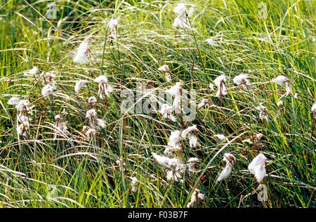 Le lièvre-queue ou la butte de linaigrettes (Eriophorum vaginatum), la réserve naturelle des Hautes Fagnes (réserve naturelle des Hautes Fagnes), Ardennes, Belgique. Banque D'Images