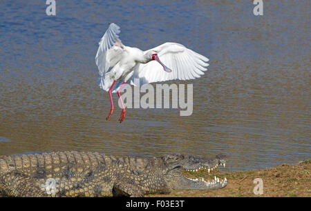 La spatule d'Afrique (Platalea alba) en vol à l'atterrissage près d'un Crocodile du Nil Banque D'Images