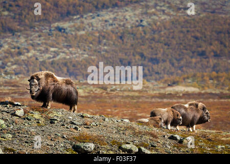 Boeuf musqué, Ovibos moschatus, dans le parc national de Dovrefjell, Dovre, la Norvège. Banque D'Images