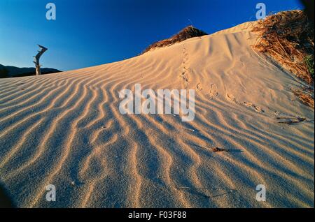 Dunes de sable, Baia di Chia Domus de Maria, Sardaigne, Italie. Banque D'Images