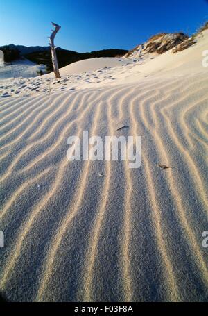 Dunes de sable, Baia di Chia Domus de Maria, Sardaigne, Italie. Banque D'Images