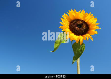 Tournesol un seul contre un ciel bleu Banque D'Images