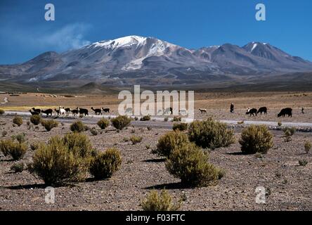 Les animaux de pâturage, volcan Isluga en arrière-plan, le Parc National Volcan Isluga, Tarapaca, Chili. Banque D'Images