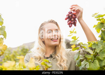 Smiling blonde tenant un viticulteur raisin rouge Banque D'Images