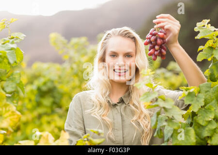 Smiling blonde tenant un viticulteur raisin rouge Banque D'Images