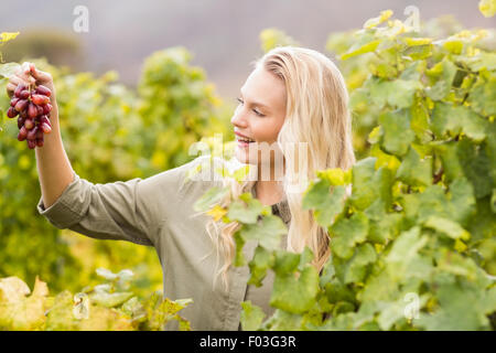 Smiling blonde tenant un viticulteur raisin rouge Banque D'Images