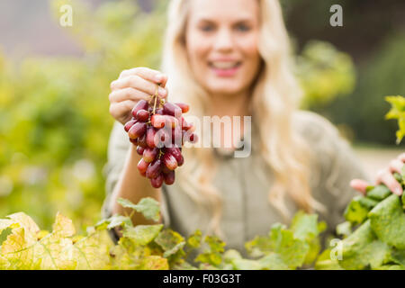 Smiling blonde tenant un viticulteur raisin rouge Banque D'Images