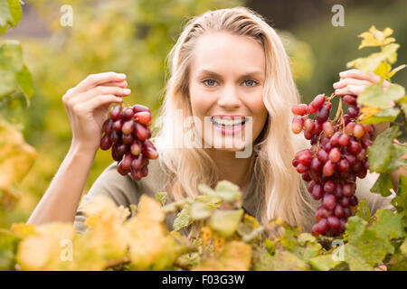 Smiling blonde holding viticulteur raisin rouge Banque D'Images