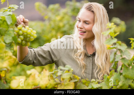 Smiling blonde holding vigneron un raisin Banque D'Images