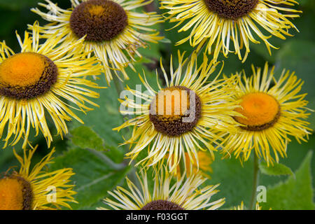 Heartleaf Oxeye tribunes en bordure de jardin Banque D'Images