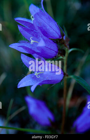 Bluebells (Campanula sp), le Parc National des Forêts du Casentino, le Mont Falterona, Campigna, Toscane et Emilia-Romagna, Italie. Banque D'Images